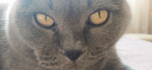 Create meme: cat eye, the Russian blue cat, cat