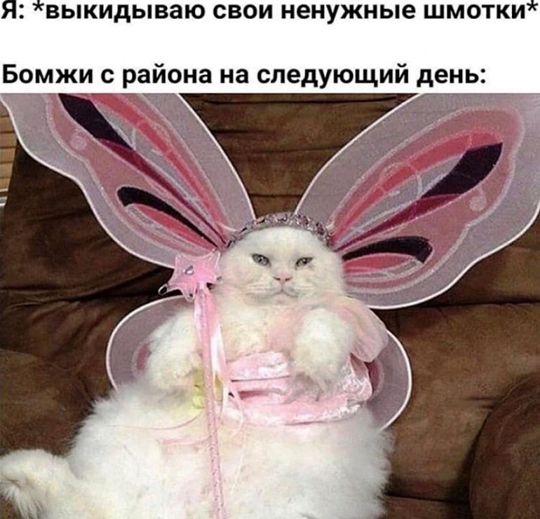 Create meme: cat , seals fun, cat with Bunny ears