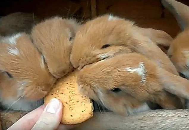 Create meme: rabbit and bread, rabbit , cute bunnies