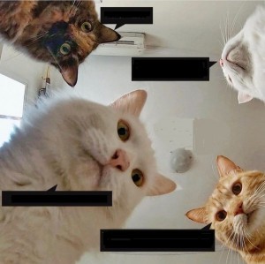 Создать мем: мемы с котами 2021, мемы с котами расширенные, мем котик