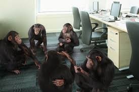 Create meme: monkey in the office, monkey at the table, A group of chimpanzee monkeys