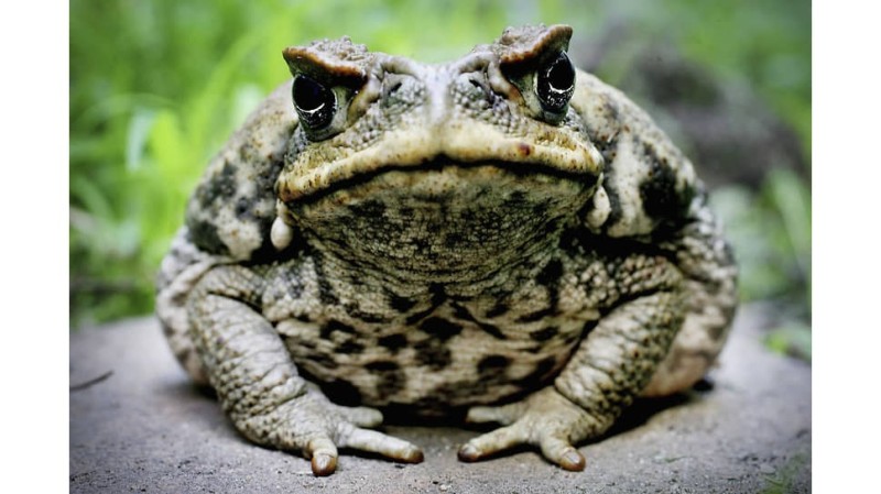 Создать мем: старая жаба, ага жаба, жаба лягушка