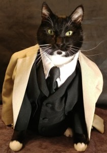 Create meme: cat in a business suit, business cat