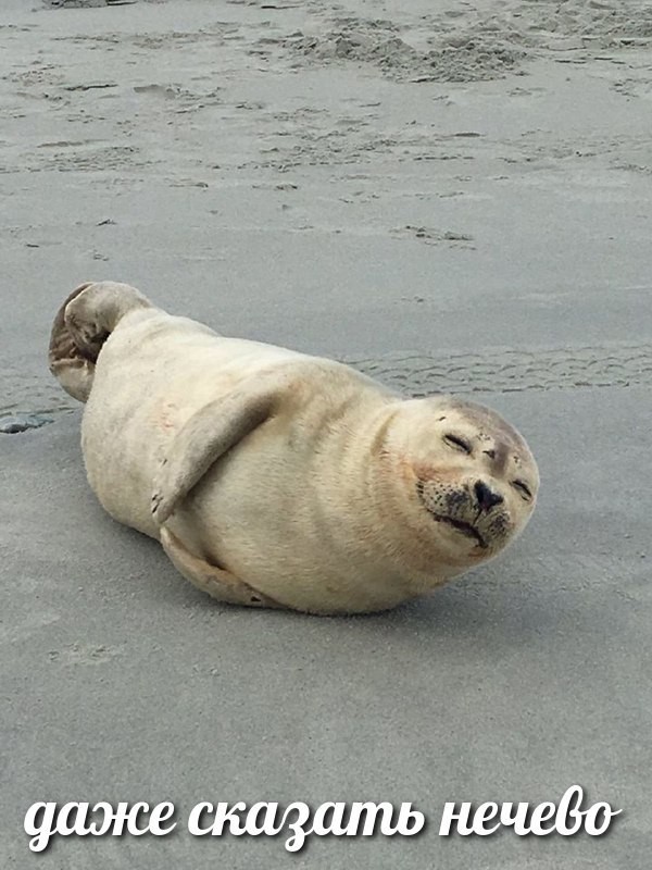 Создать мем: тюлень лежит, тюлень морской котик, счастливый тюлень
