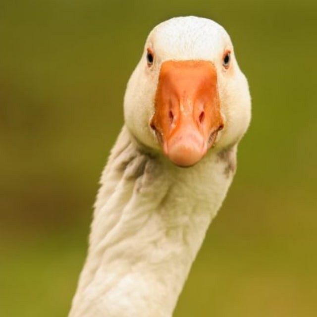 Create meme: goose , the white goose is funny, gaga geese