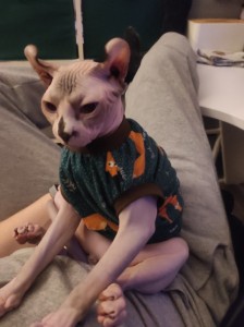 Создать мем: кошка канадский сфинкс, sphynx cat, канадский сфинкс