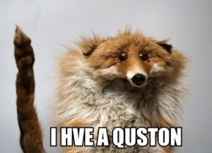 Create meme: animals cute, Fox of fir, Fox