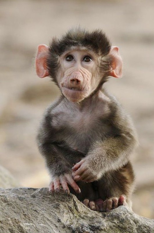 Create meme: big - eared monkey, funny monkeys, cute monkey