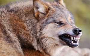 Create meme: wolf, the jaws of the wolf, photo of wolf in good quality