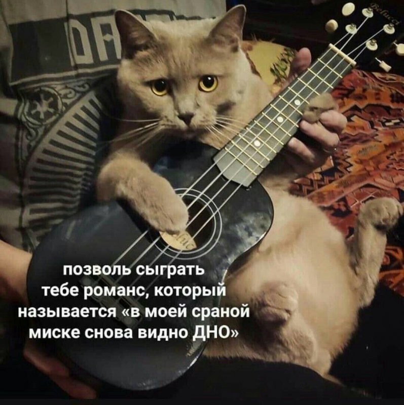 Create meme: cat trun, cat musician, cat guitarist