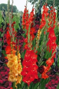 Create meme: gladiolus species (gladiolus), red gladioli, mix gladiolus