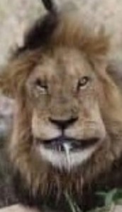 Create meme: the head of a lion, African lion, Leo