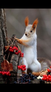 Create meme: a beautiful squirrel, squirrel in autumn, autumn squirrel