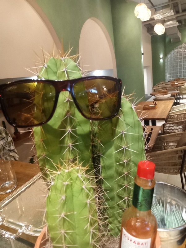 Create meme: cactus, cactus with glasses, The cactus is funny