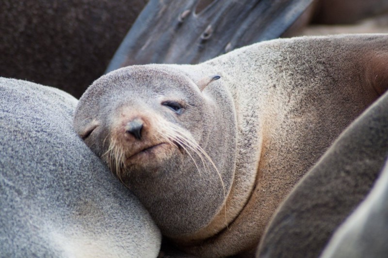 Create meme: sleeping seal, Navy seals, the seal is lazy