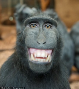 Create meme: macaque selfie, happy monkey, şebek