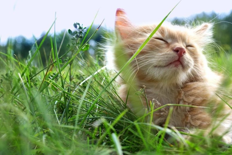 Создать мем: счастливый кот, кот на солнце, солнечный кот