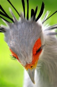 Create meme: bird, beautiful birds, Secretary bird