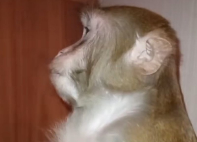 Create meme: javanese domestic macaque, monkey , a domestic monkey