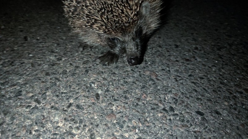 Create meme: hedgehog night, hedgehog , hedgehog nose