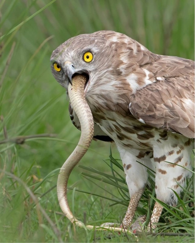 Create meme: serpentine, snake bird, the eagle of the serpent