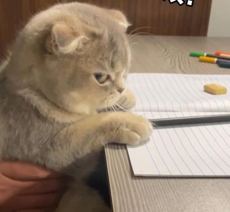 Create meme: cats are funny, cute kitten meme, cat meme 