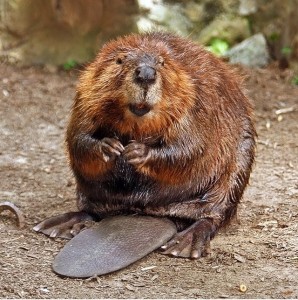 Create meme: beaver spring, beaver