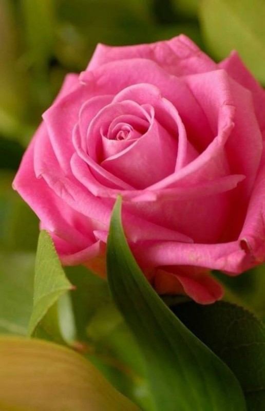 Создать мем: цветы розы, красивая роза, ярко розовые розы