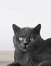 Создать мем: серая кошка, британская короткошёрстная кошка шартрез, кот британец серый