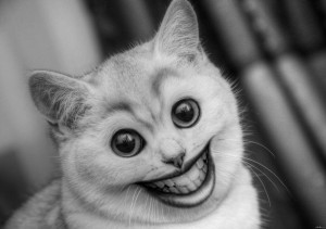 Create meme: smiling cats, smiling cat, the cat with a smile