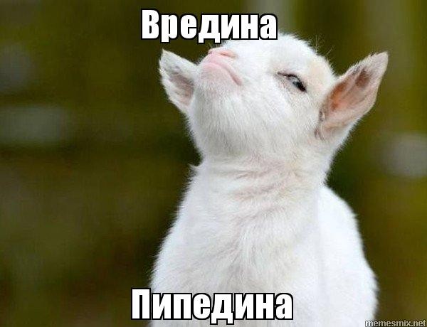 Create meme: memes animals, goat meme, the proud goat meme