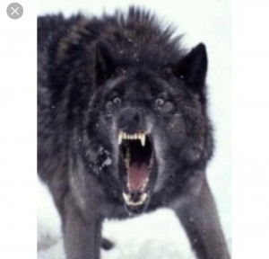 Create meme: fierce wolf, wolf with open mouth pictures, black wolf's mouth