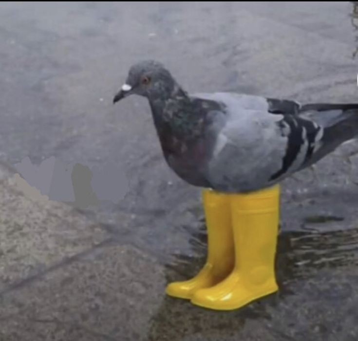 Create meme: pigeons doves, wild pigeon , the pigeon is funny