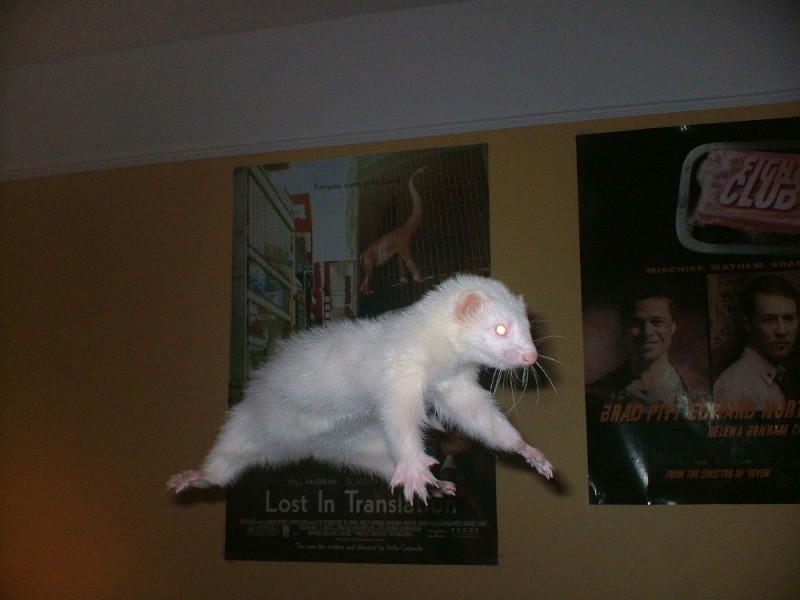 Create meme: pet ferret, albino ferret, the ferret is a domestic albino