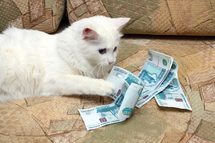Create meme: cat with rubles, cash cat, money 