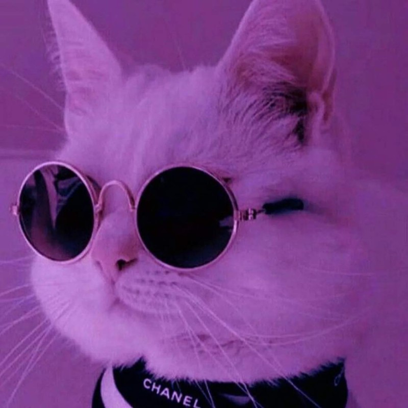 Создать мем: cat aesthetic, милые котики, котик