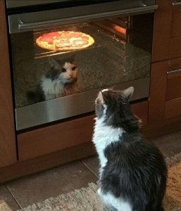 Create meme: the cat in the oven, the cat and the pizza meme, cat