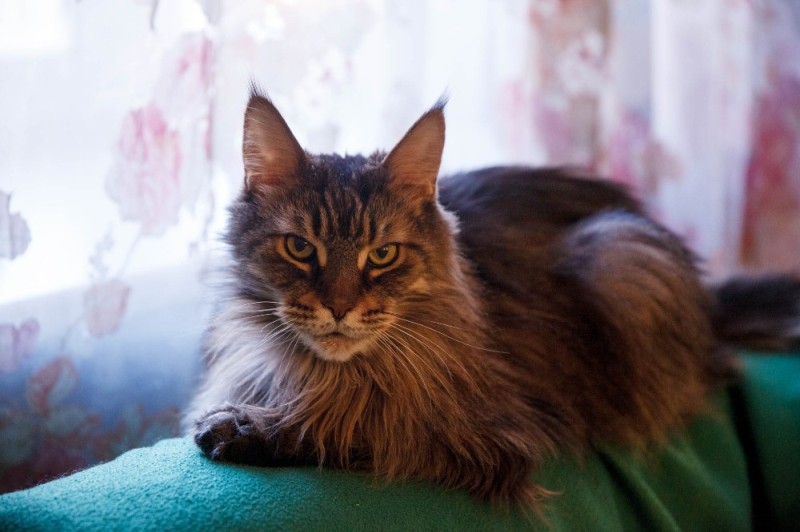 Create meme: maine coon, maine coon breed, the Maine Coon cat