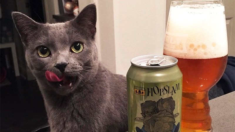 Create meme: beer , homemade beer, cat 