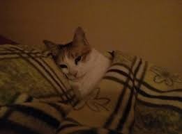 Создать мем: котик под одеялом, кот, кошка