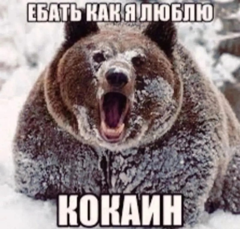 Create meme: cocaine bear, grizzly bear in winter, meme bear 