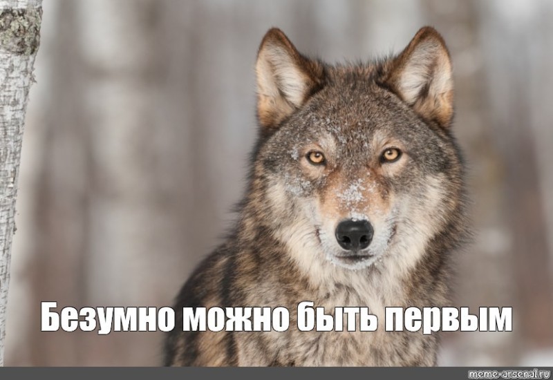 Создать мем: серый волк, гордый волк мем, волк не шакал
