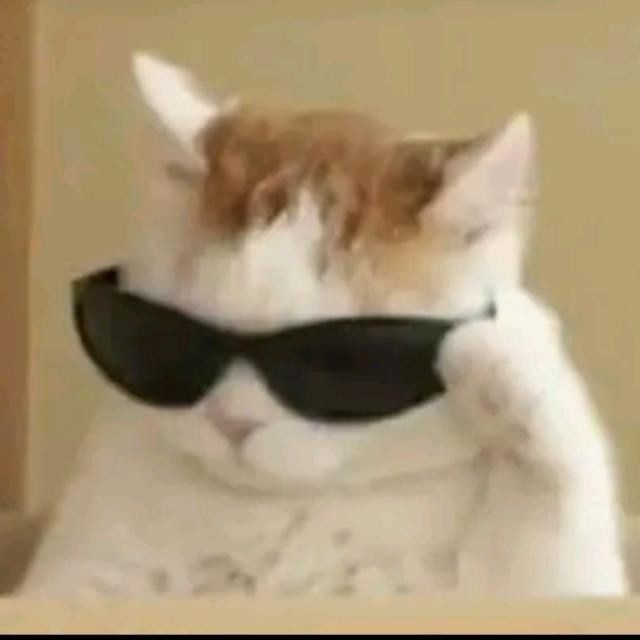 Создать мем: крутые коты, коты с очками, крутой кот мем