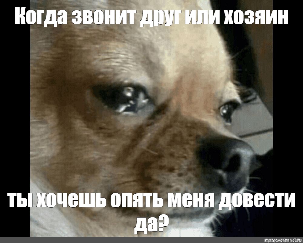 Плачущая собака мем