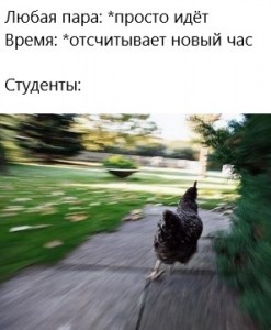 Создать мем: скорость кур, курица бежит опаздываю, петух бежит