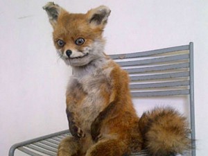 Create meme: stuffed uporotyh foxes, a stuffed Fox meme, Fox stuffed animal