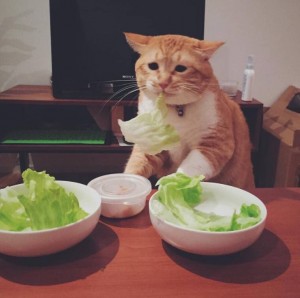 Создать мем: кошка, мемы с едой, кот вегетарианец