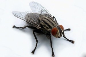 Создать мем: сколько глаз у обыкновенной мухи, fly, уничтожение мух