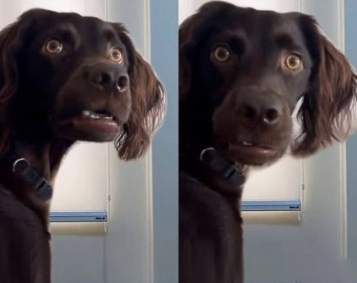 Create meme: Spaniel dog, Mamma dog, dog funny