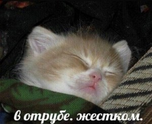 Создать мем: милый котенок спит, спящий котик, милые котики смешные